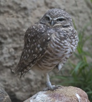 402-4928 Safari Park - Owl